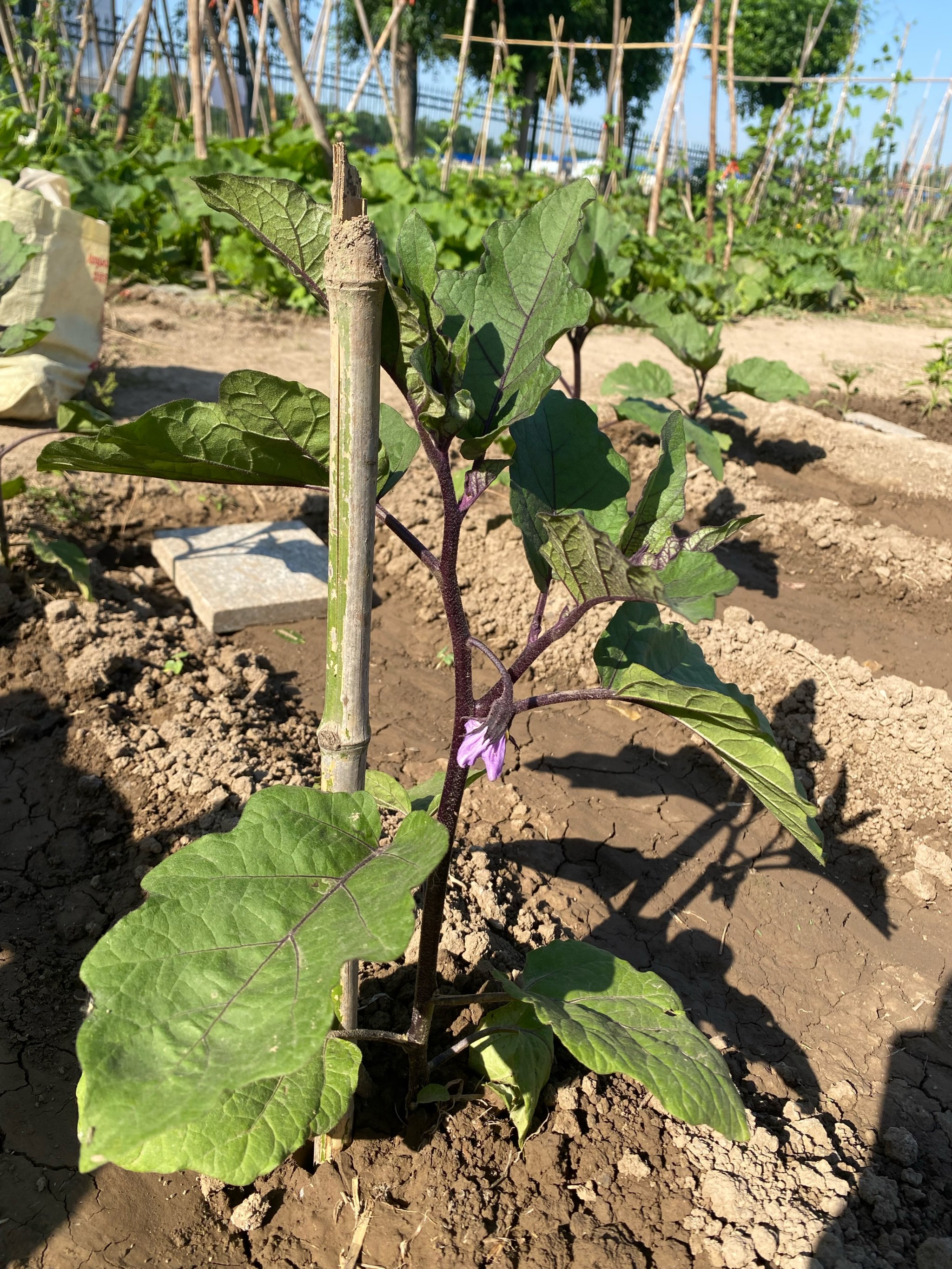 杭茄2010茄子种植方法图片