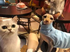 -猫色咖啡·猫咖