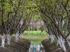 -长田漾湿地公园