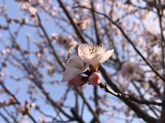 -桃花堤公园