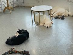 -共舞时光猫咖·狗咖(新街口店)