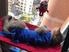 -北京赛佳动物医院