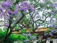 -四川大学(望江校区)