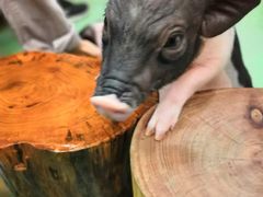 -藦茜花园宠物主题亲子互动体验馆(国顺东路店)