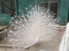 -沈阳鸟岛