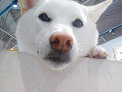 -柴务处·柴犬主题狗咖