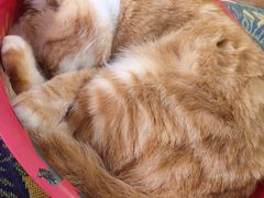 -平行世界·猫咖(首经贸店)