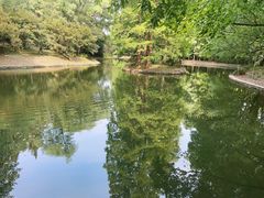 -上海共青森林公园