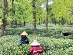 -野蔓果·山野菜(西湖景区·龙井茶田店)