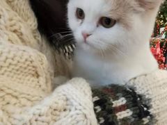 -吉丁鸟咖·异宠·寄养