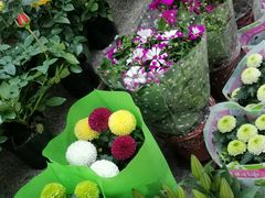 -武汉花鸟市场