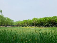 -东郊湿地公园