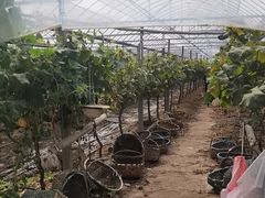 -马陆小张葡萄园农家乐