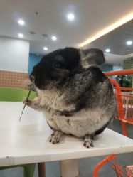 -Moni星球萌宠·小马宝莉·灵蛇·高端高阶全萌宠互动体验俱乐部(红豆国际广场店)
