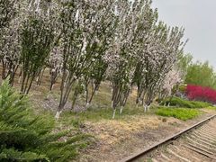 -永定河休闲森林公园