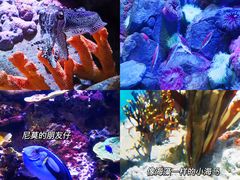 -新加坡海洋生态馆