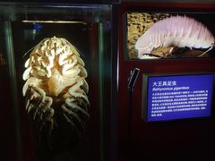 -凤凰中心