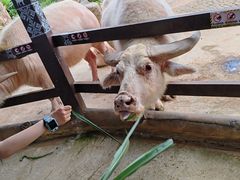 -海南热带野生动植物园