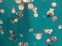 -海合安青岛极地海洋公园