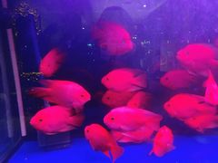 -上岛咖啡(珠园店)