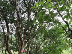 -亚龙湾热带天堂森林公园
