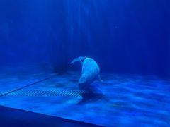 -多彩贵州城极地海洋世界