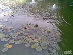 -海河外滩公园