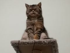 -喜多萌中农锦绣动物医院24H·猫科·牙科MRI·CT