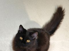 -藏猫猫咖啡主题馆(中央大道店)