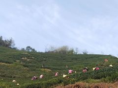 -先春西湖龍井•九曲红梅(杭大路店)