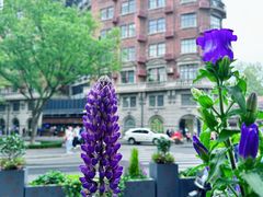 -玫瑰厅上海菜(兴国路店)