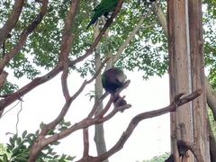 -广州长隆飞鸟乐园