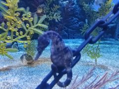 -上海海洋水族馆