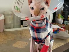 -宠颐生动物医院·心脏科·保险定点(锦阳分院)