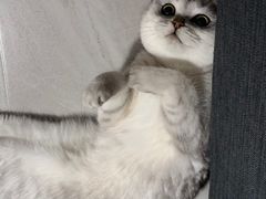-喜多萌中农锦绣动物医院24H·猫科·牙科MRI·CT