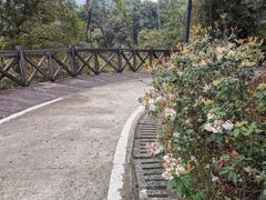 -广州市流溪河国家森林公园