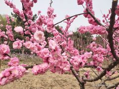 -大兴滨河森林公园