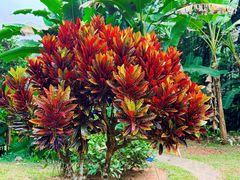 -中国科学院西双版纳热带植物园