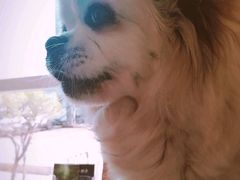 -瑞派宠物医院·24h·骨外科·皮肤科·全科宠物医疗转诊中心(沈阳浑南院)