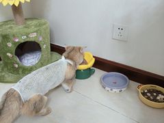 -瑞鹏宠物医院·爱宠堂·骨外专科(西荷分院)