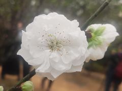 -南国桃园旅游度假区