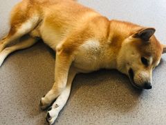 -喜柴咖啡·柴犬狗咖