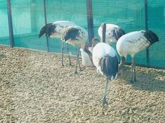 -盐城丹顶鹤湿地生态旅游区