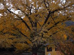 -遵化市禅林寺古银杏风景园