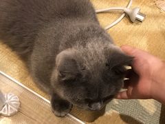 -逗柴咖啡屋·狗咖猫咖宠物桌游