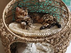 -飞行喵MR PILOT|猫舍·猫咖(静安大融城店)