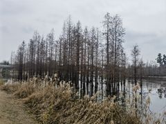 -白鹭湾湿地公园