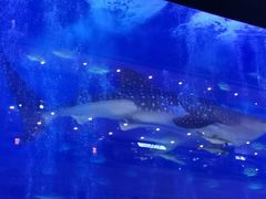 -成都浩海立方海洋公园