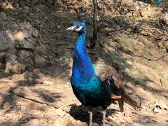 -燕塞湖鸟语林景区