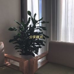 -久匠·野生眉半永久纹绣